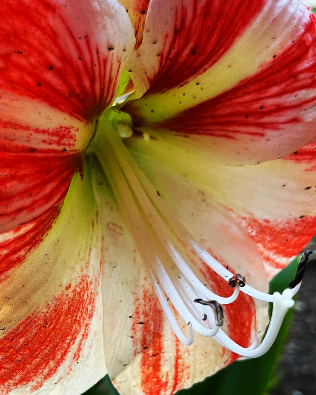 Striped Amaryllis Macro – 2-Photo Digital Download Set