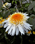 Double Shasta Daisy in Full Bloom – Digital Download
