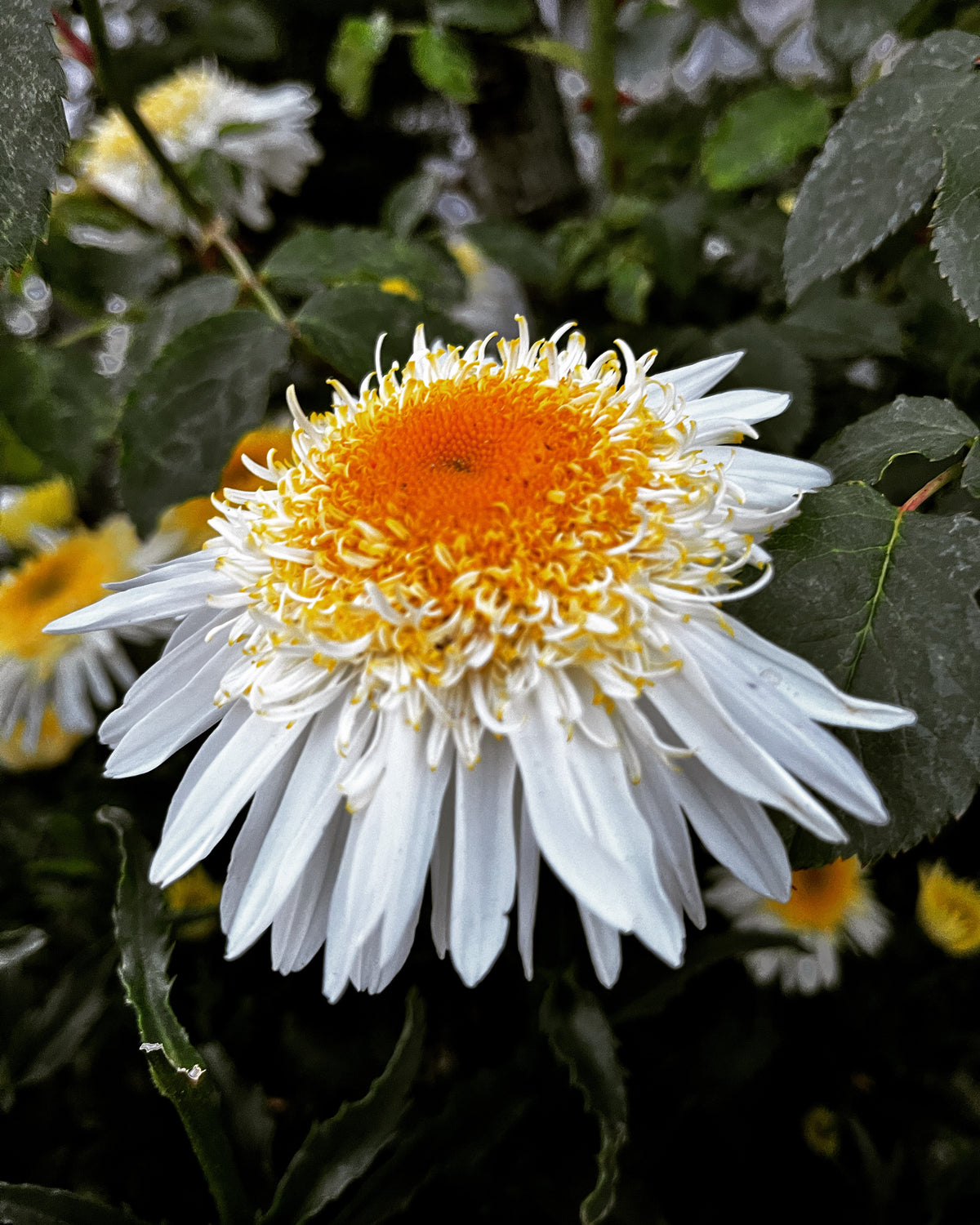 Double Shasta Daisy in Full Bloom – Digital Download