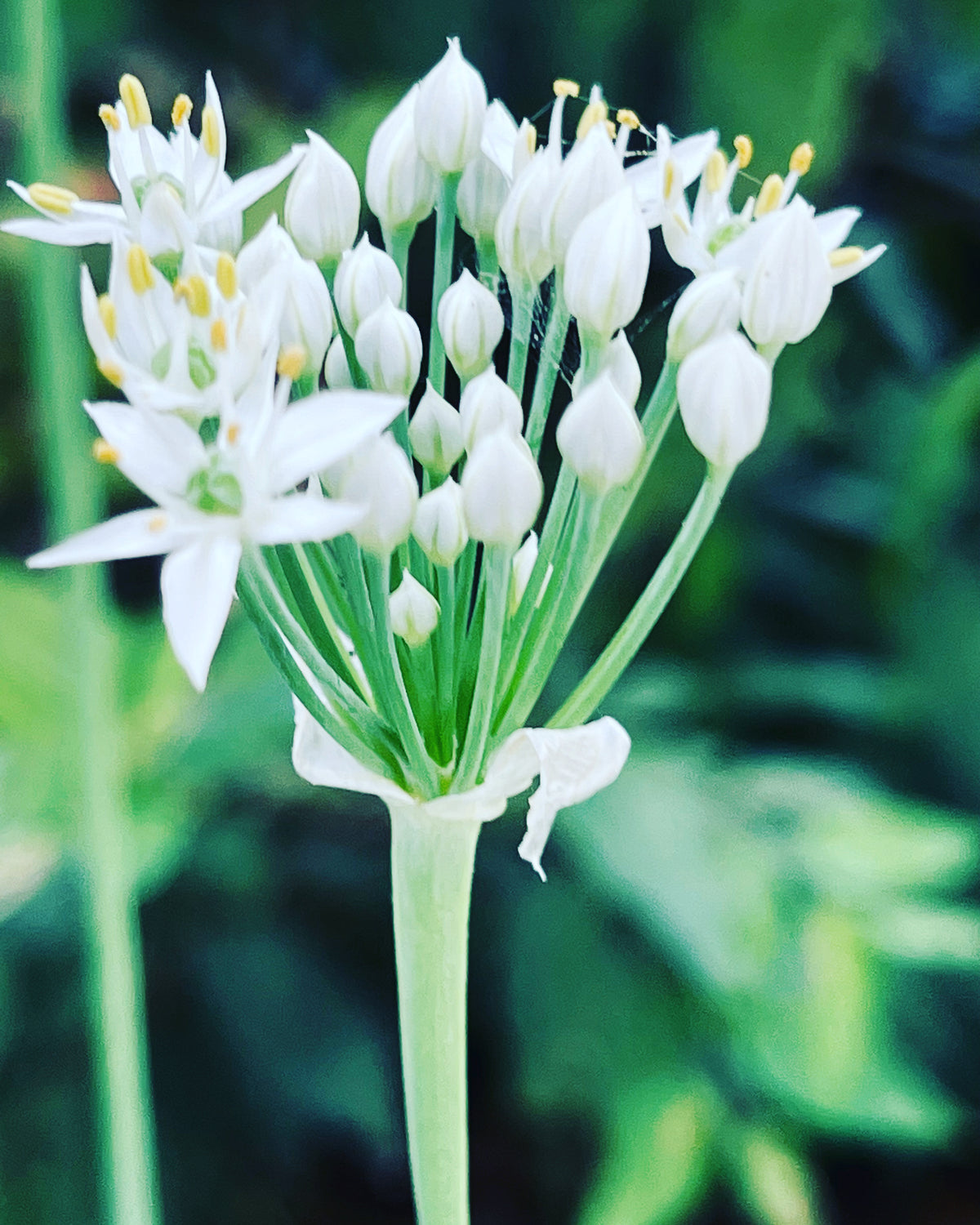 Garlic Chive Flower Close-Up – Digital Download