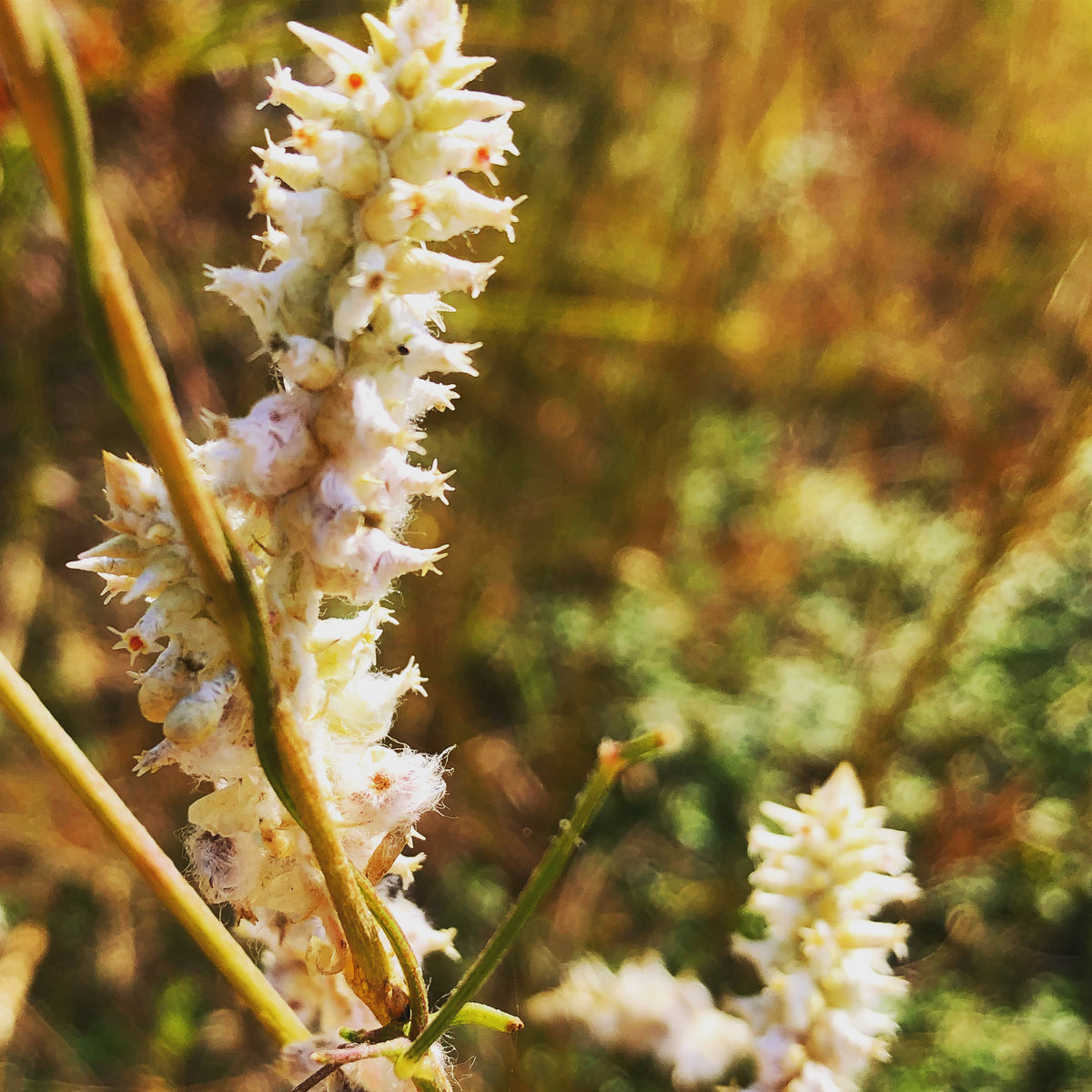 Wild Spike Bloom in Golden Light – Digital Download