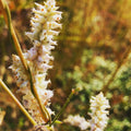 White Wildflower Spike in Golden Light – Digital Download