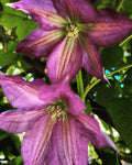 Purple Clematis in Bloom – Digital Download