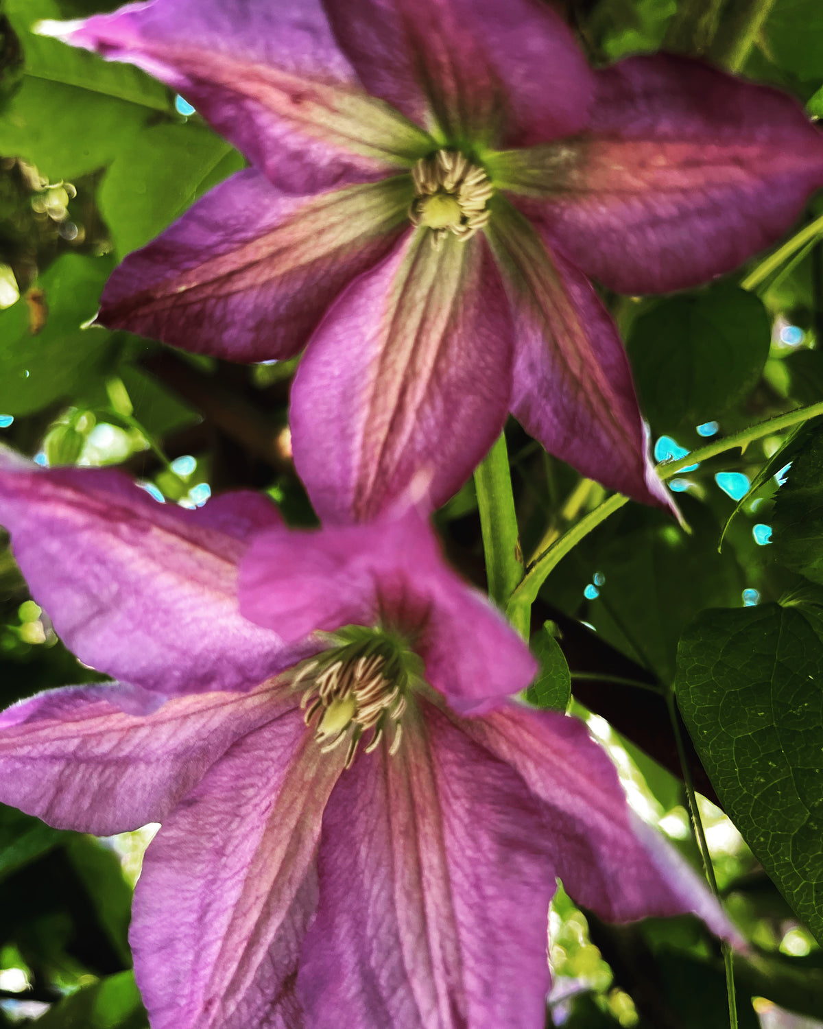 Purple Clematis in Bloom – Digital Download