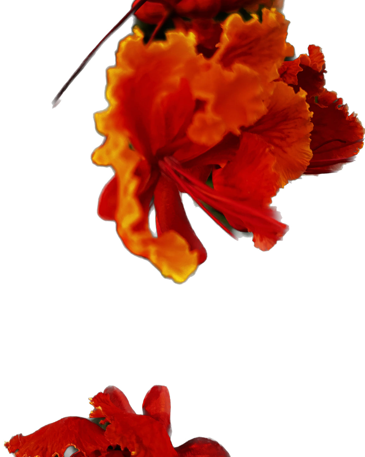 Royal Poinciana Blooms – Digital Download