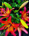 Fiery Asiatic Lilies in Bloom – 2-Photo Digital Download Set