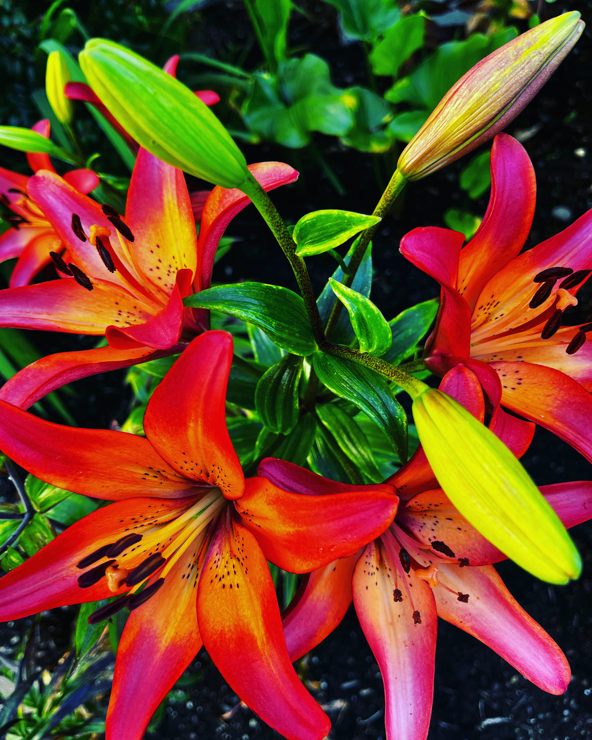 Fiery Asiatic Lilies in Bloom – 2-Photo Digital Download Set