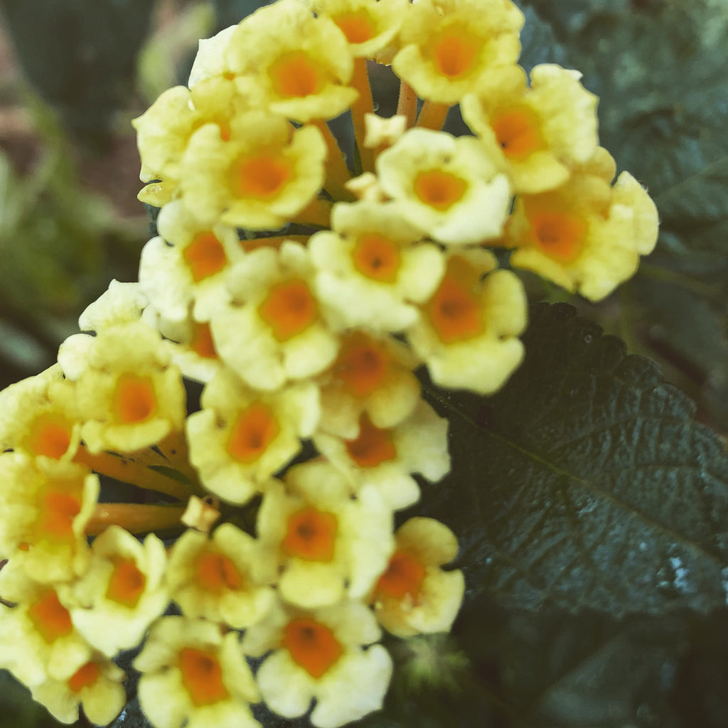 Yellow Lantana Flower Cluster – Digital Download