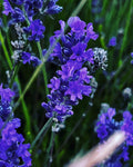 Lavender in Bloom – Digital Download