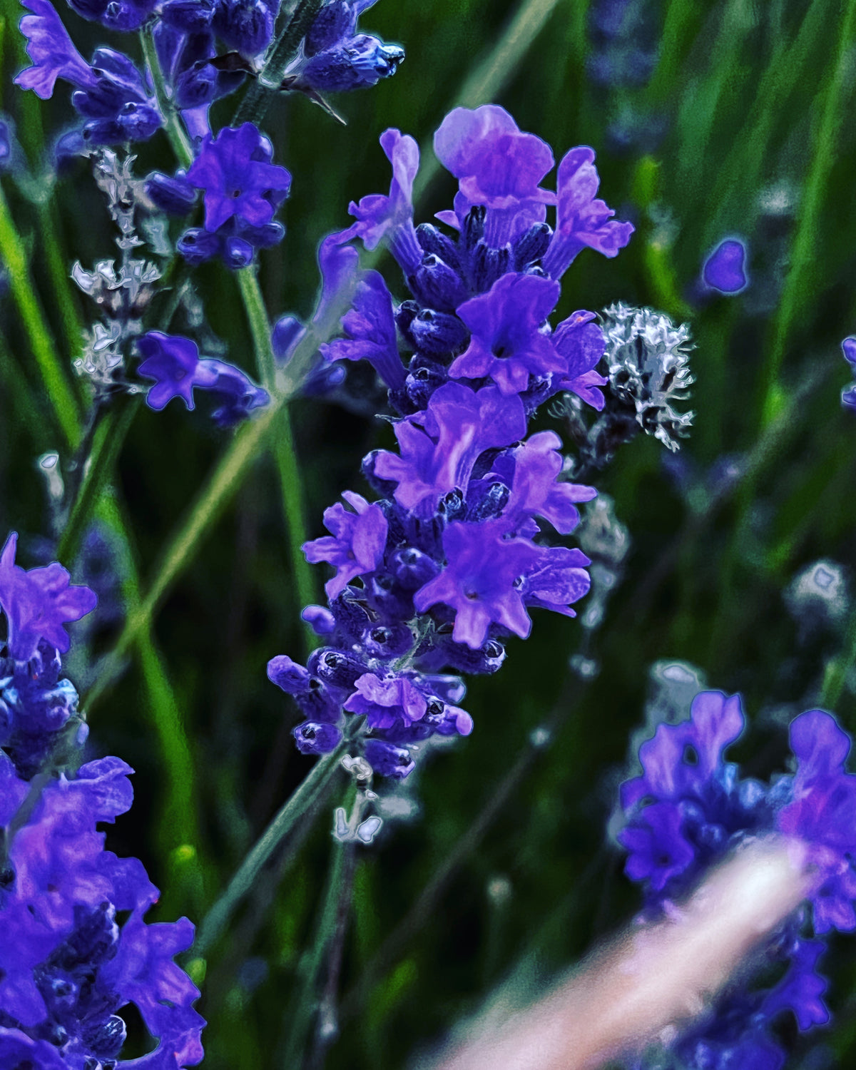 Lavender in Bloom – Digital Download