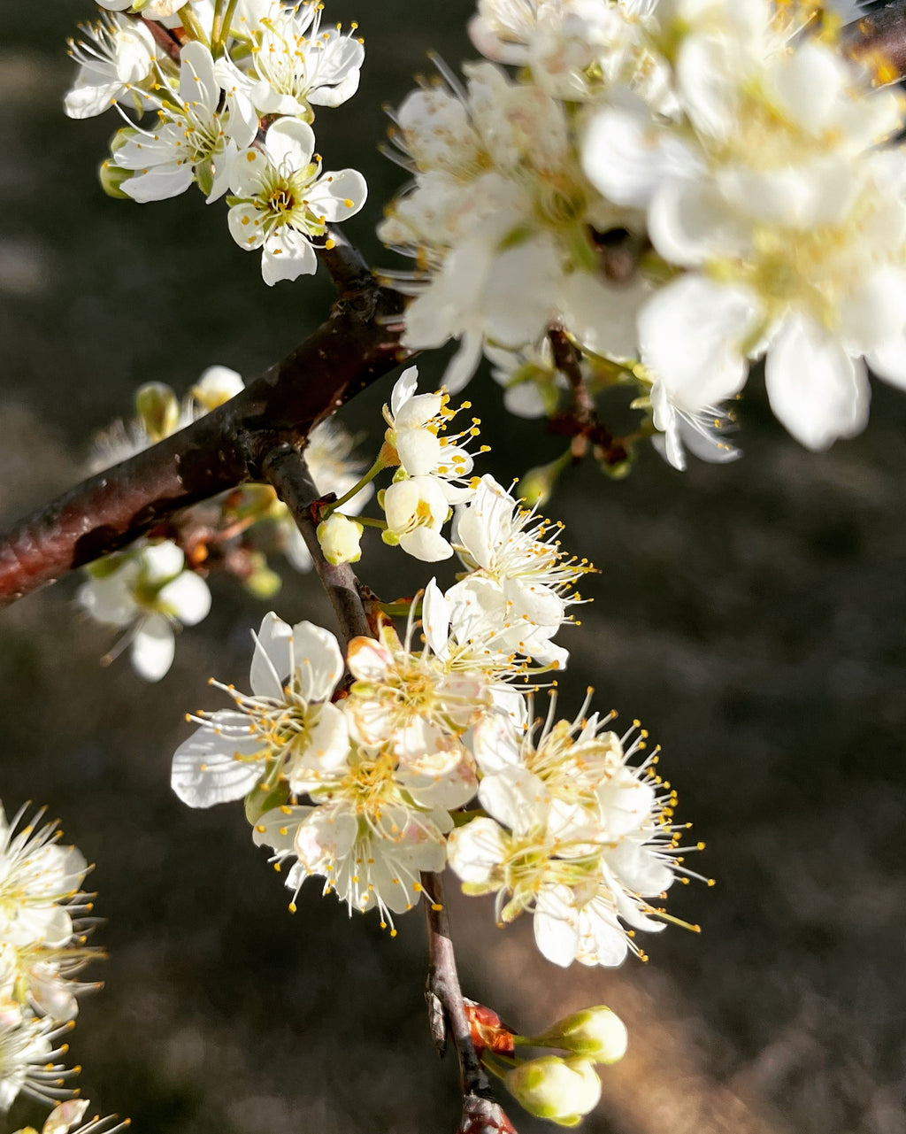 Spring Plum Blossoms in Bloom – Digital Download