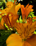Orange Alstroemeria in Bloom – Digital Download