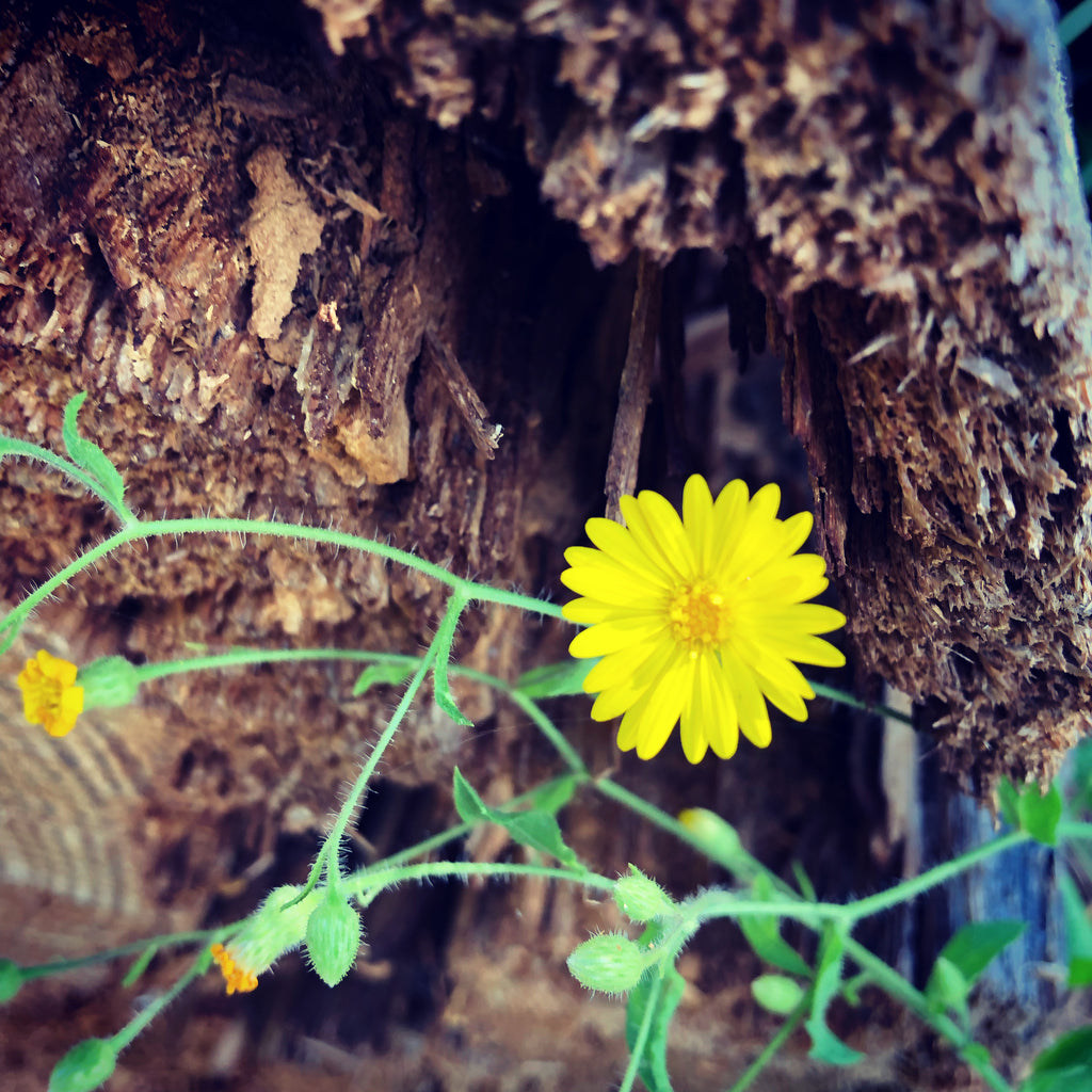 Yellow Wildflowers Against Tree Stump – Digital Download
