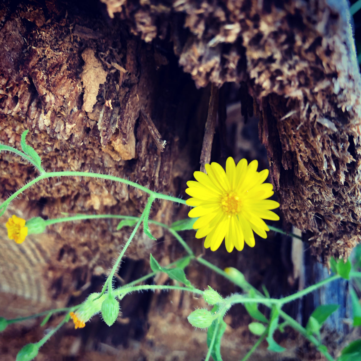 Yellow Wildflowers Against Tree Stump – Digital Download