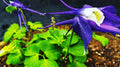 Blue Columbine Flower – Digital Download