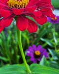 Red Zinnia in the Garden – 2-Photo Digital Download Set