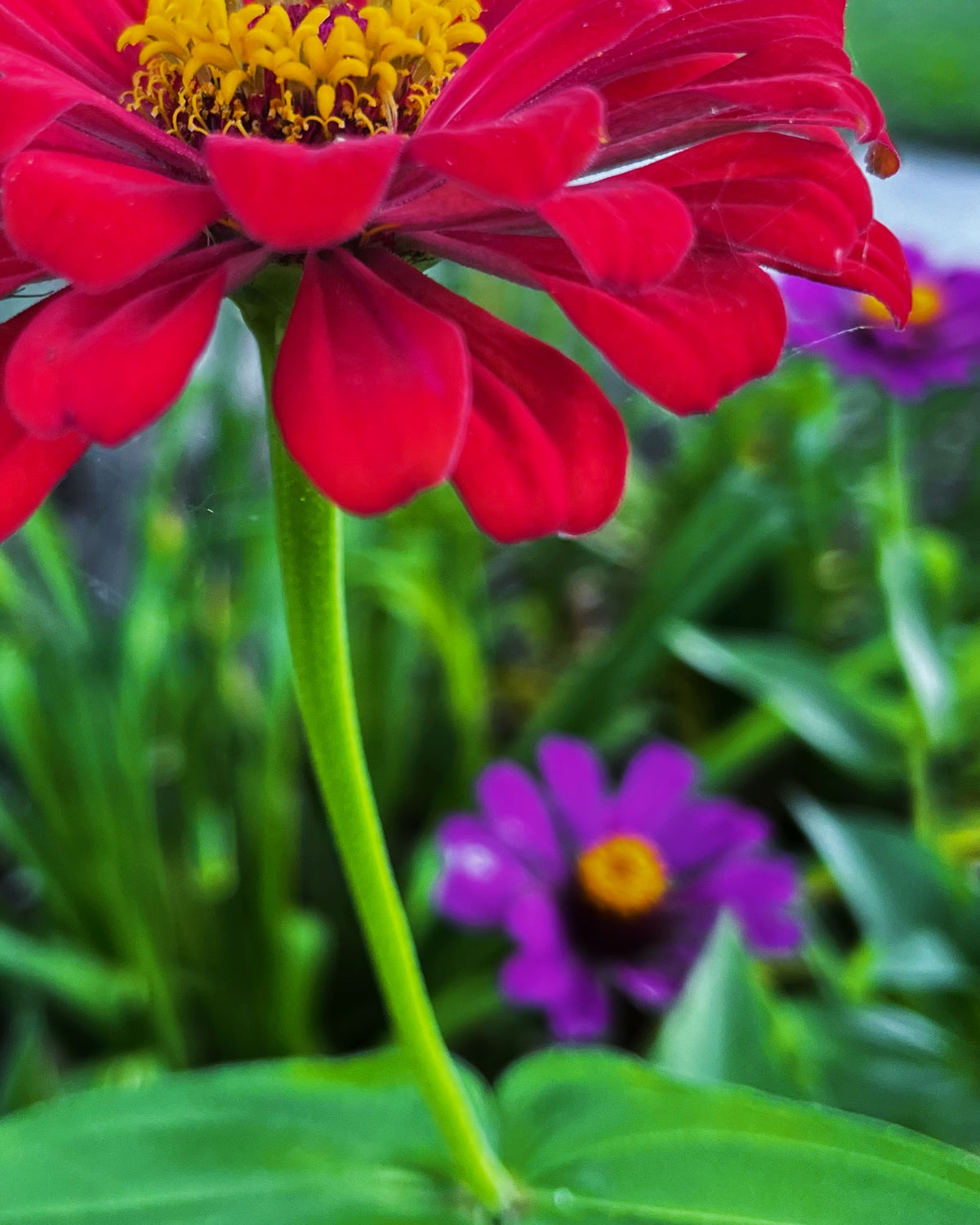 Red Zinnia in the Garden – 2-Photo Digital Download Set