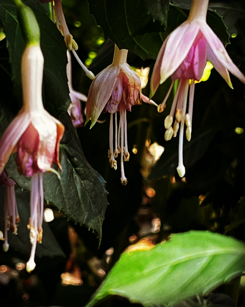 Fuchsia Blooms in the Dark – Digital Download