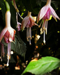 Fuchsia Blooms in the Dark – Digital Download