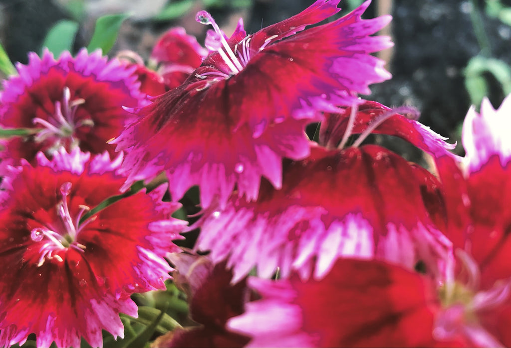 Vibrant Dianthus Flowers – Digital Download