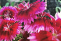 Vibrant Dianthus Flowers – Digital Download