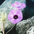 Purple Morning Glory Among Rocky Stones – Digital Download