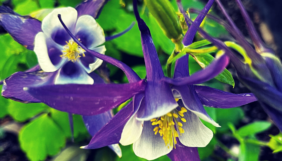 Blue Columbine Garden – 3-Photo Digital Download Set