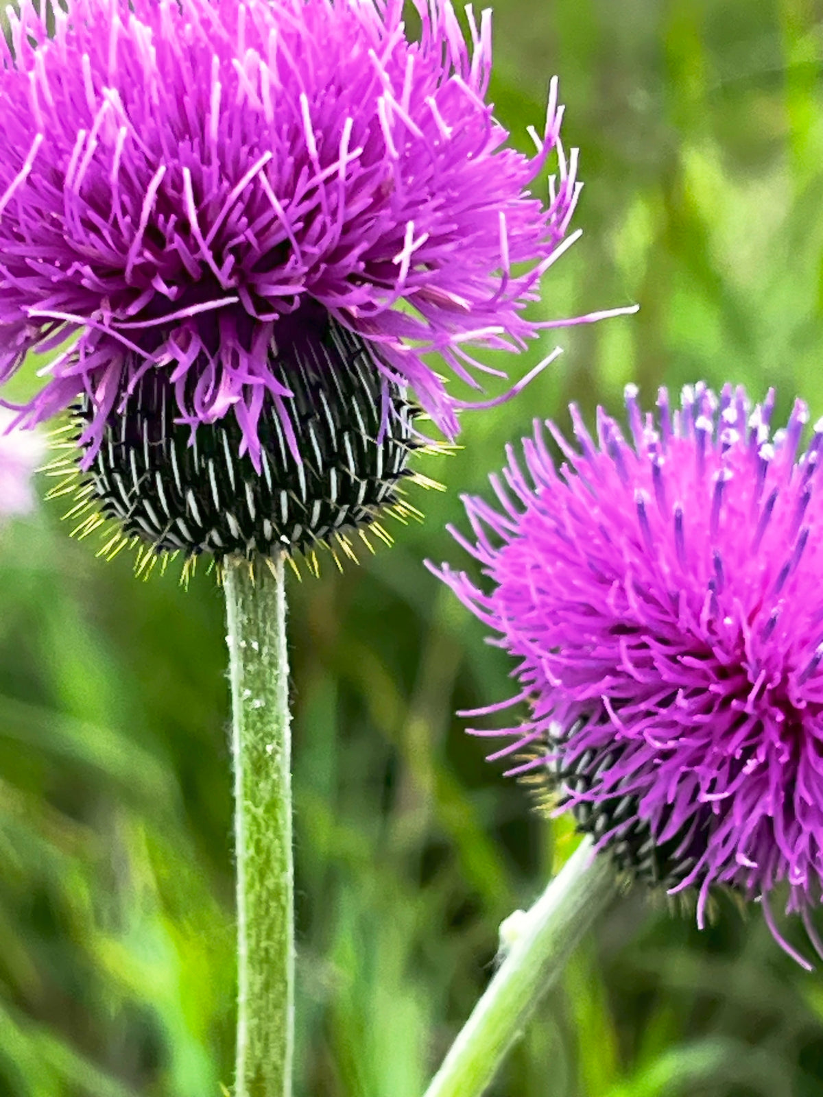 Texas Summer Purple Bloom