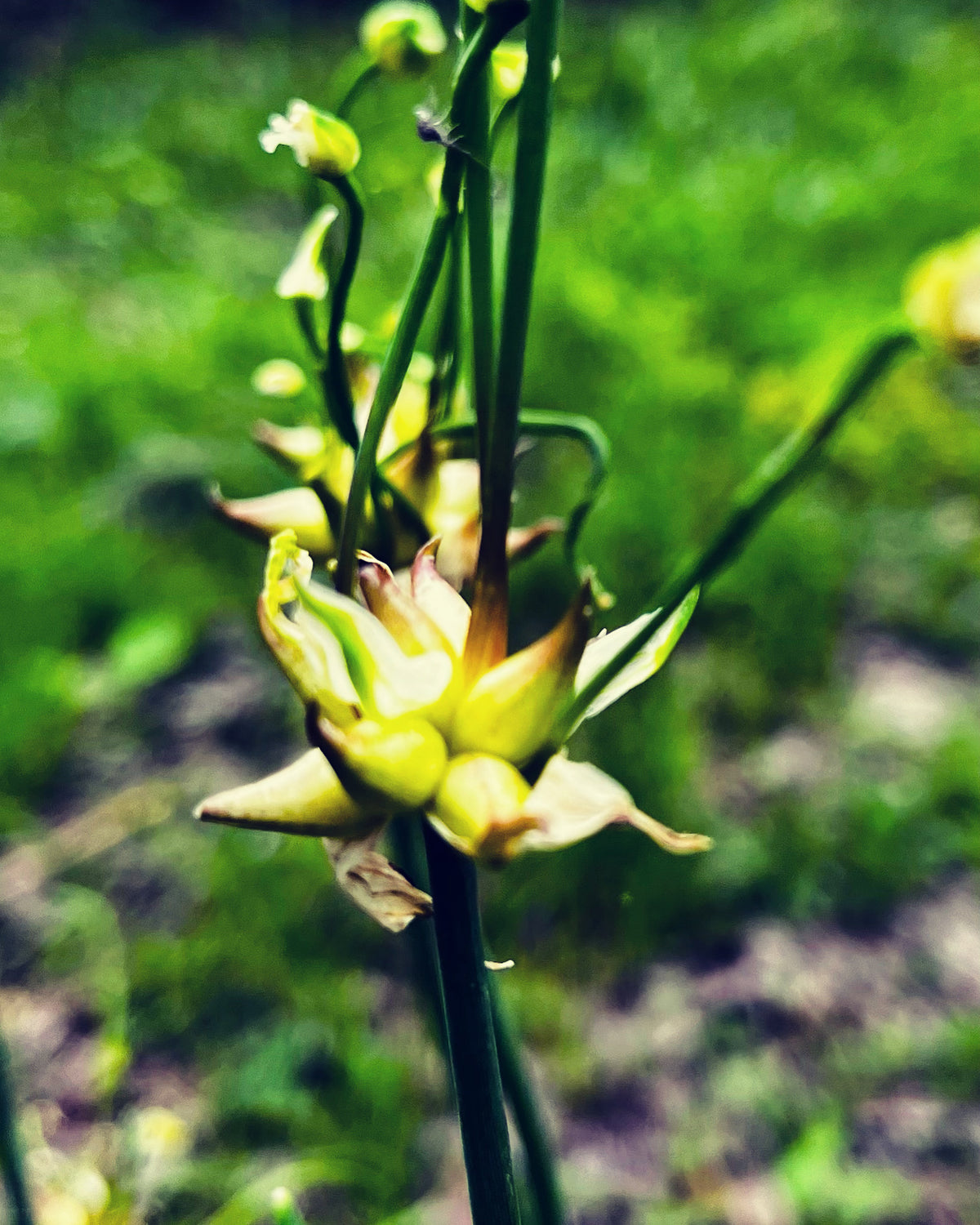 Garlic Scape in Bloom – Digital Download