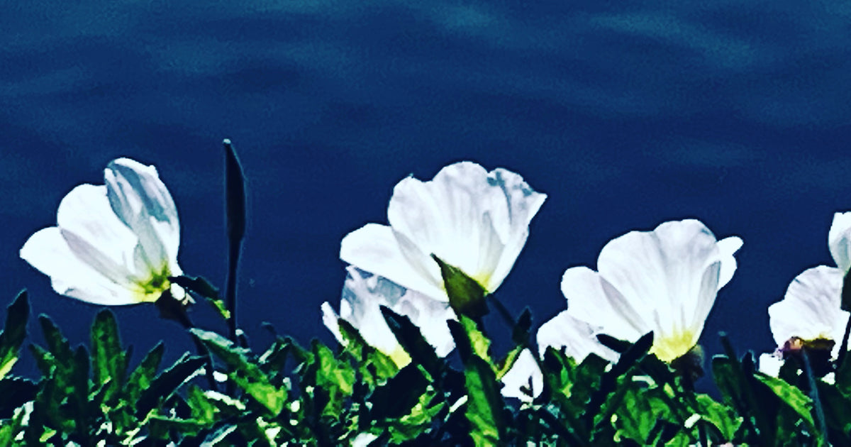 White Wildflowers by the Water – Digital Download