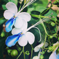 Clerodendrum Blue-White Butterfly Flower – Digital Download