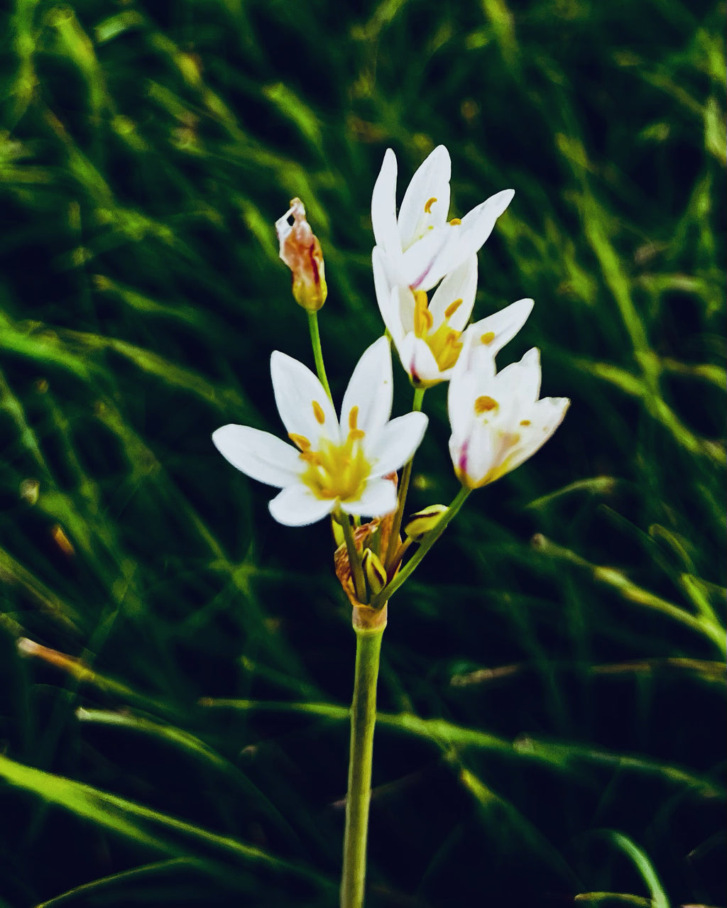 Star of Bethlehem Wildflowers – 4-Photo Digital Download Set