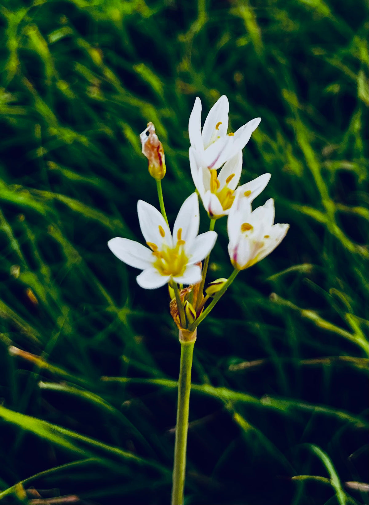 Star of Bethlehem Wildflowers – 4-Photo Digital Download Set