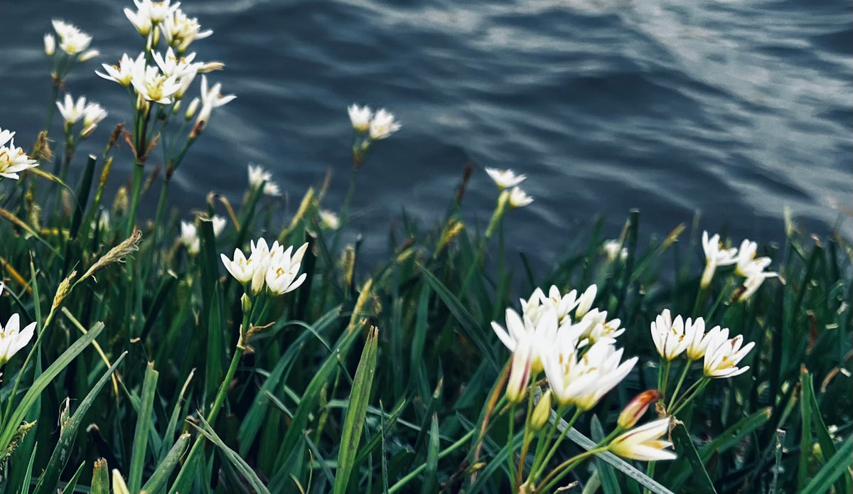 Star of Bethlehem Wildflowers – 4-Photo Digital Download Set