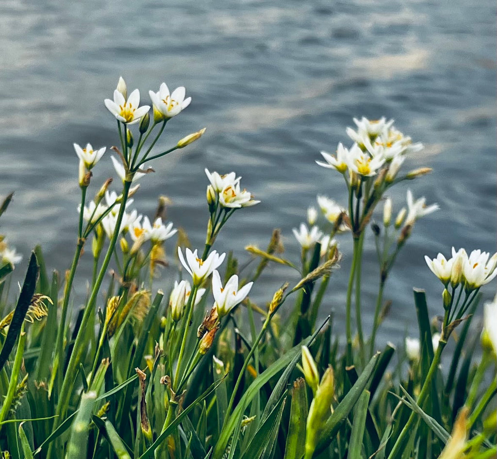Star of Bethlehem Wildflowers – 4-Photo Digital Download Set