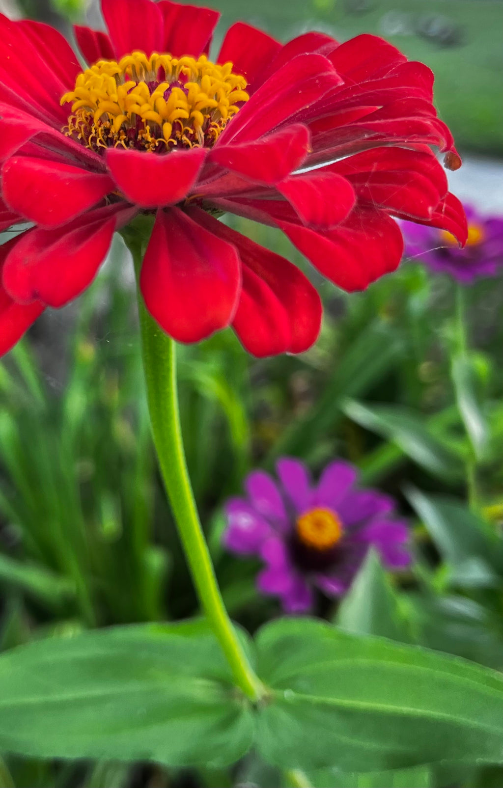 Red Zinnia in the Garden – 2-Photo Digital Download Set
