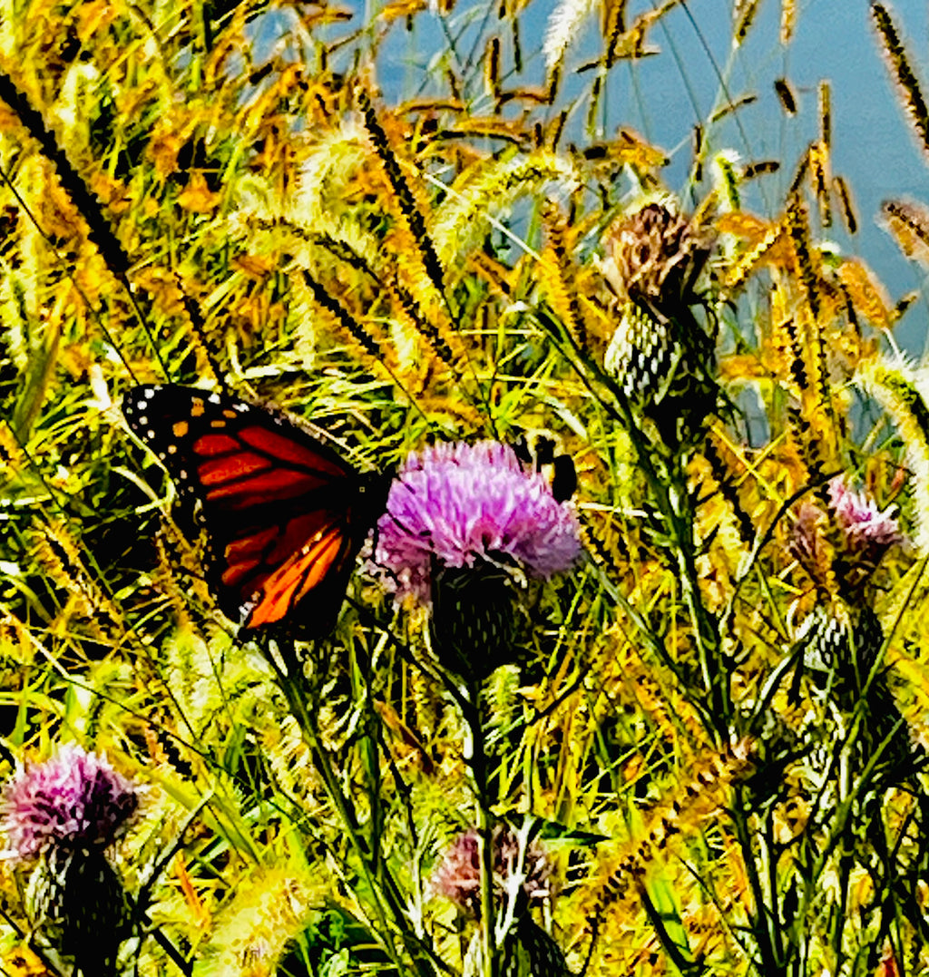 Monarch Butterfly on Thistle – 2-Photo Digital Download Set