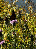 Monarch Butterfly on Thistle – 2-Photo Digital Download Set