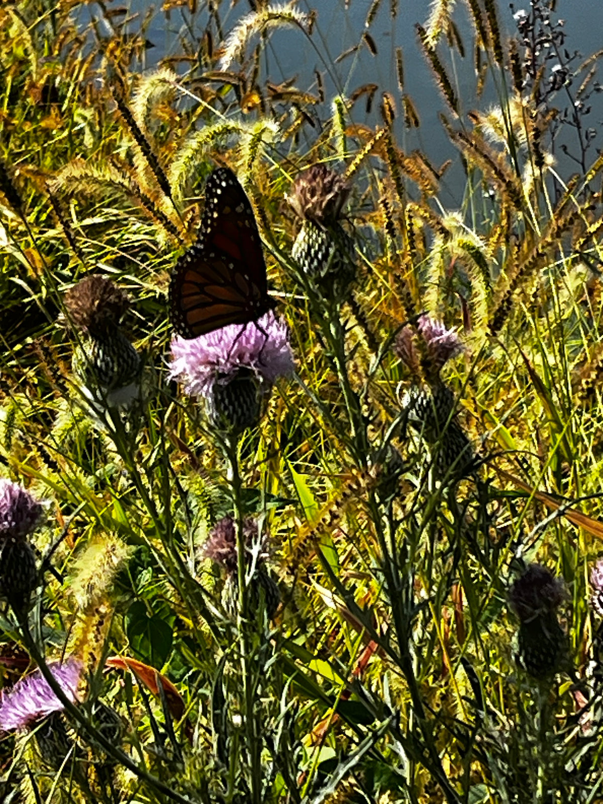 Monarch Butterfly on Thistle – 2-Photo Digital Download Set