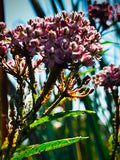 Swamp Milkweed in Bloom – Digital Download