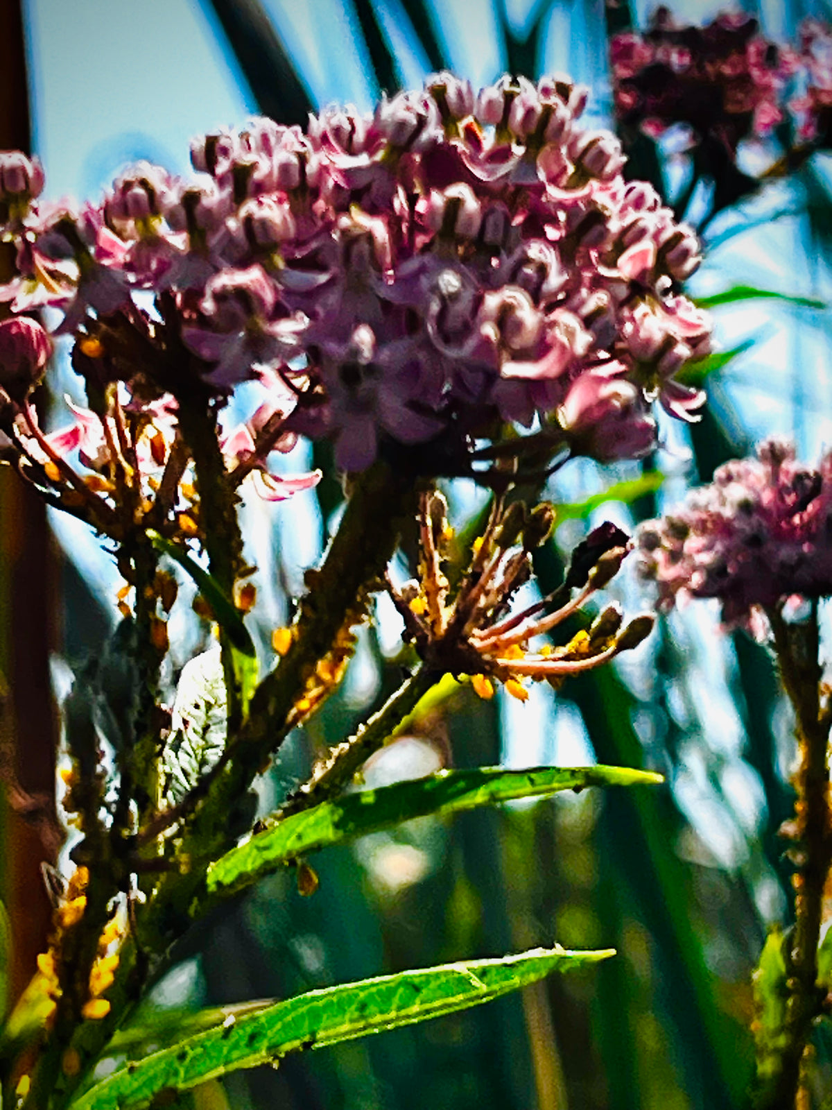 Swamp Milkweed in Bloom – Digital Download