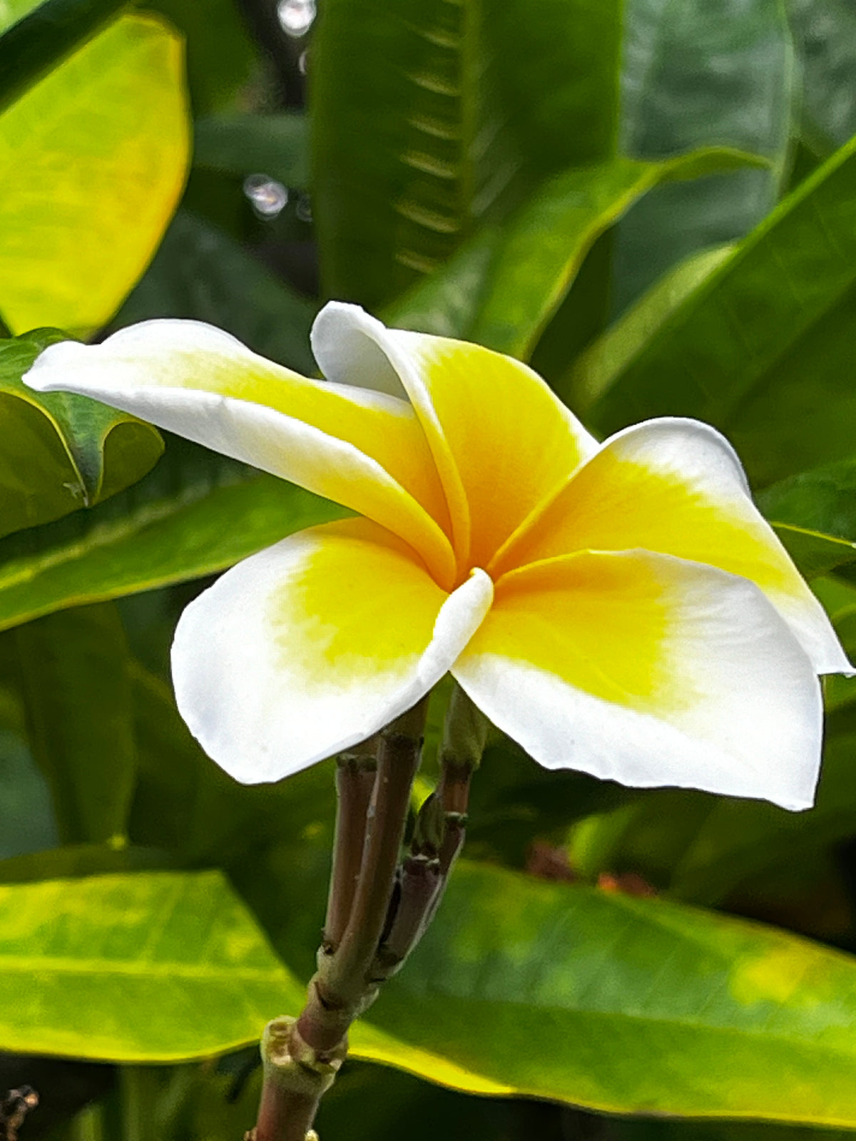 White Plumeria Frangipani Bloom – Digital Download