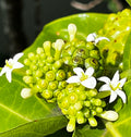 Noni Fruit and Blossoms Close-Up – Digital Download