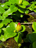 Hibiscus Bud About to Bloom – Digital Download