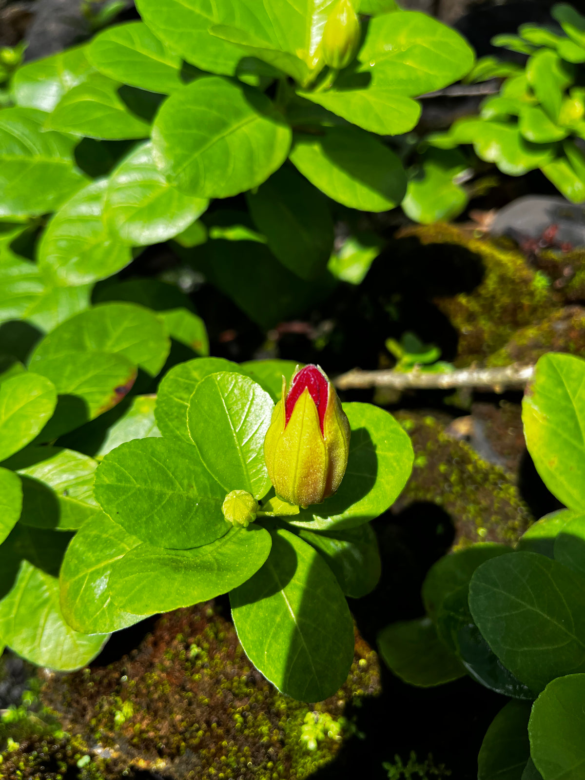 Hibiscus Bud About to Bloom – Digital Download