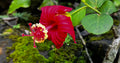 Crimson Hibiscus in Bloom – Digital Download
