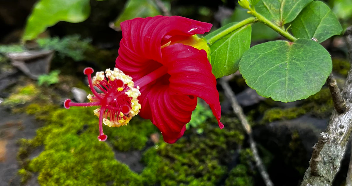 Crimson Hibiscus in Bloom – Digital Download
