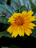 Golden Calendula Bloom – Digital Download