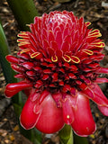 Torch Ginger in Full Bloom – Digital Download