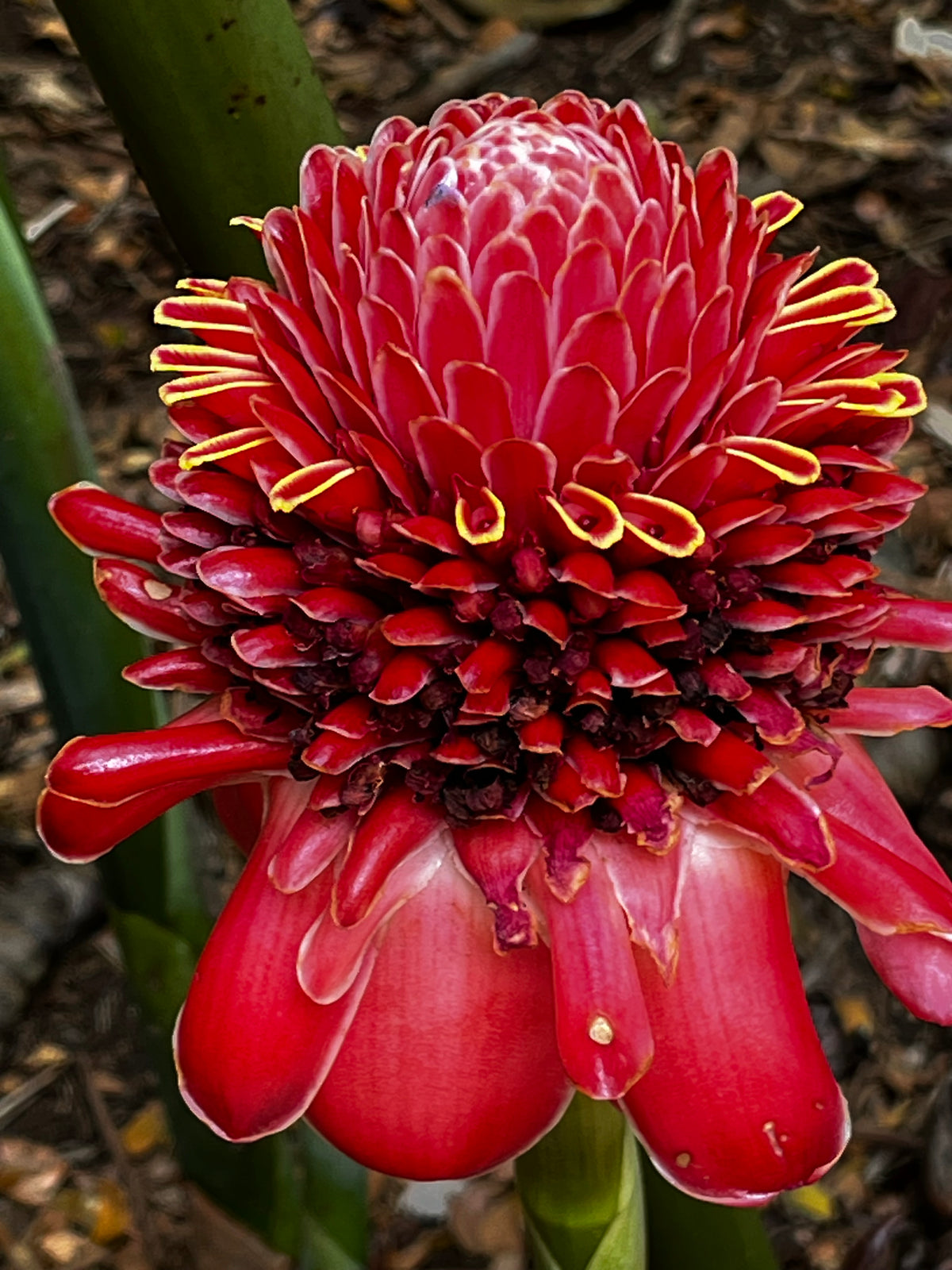 Torch Ginger in Full Bloom – Digital Download